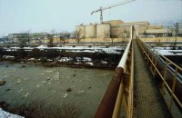 006.aurul_plant_romania.jpg