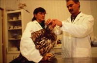 012.fish_eagle_veterinaire.jpg