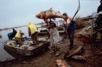 014.fishermen_dead_fish.jpg