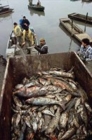 015.fishermen_dead_fish.jpg