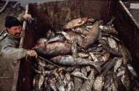 016.fishermen_dead_fish.jpg
