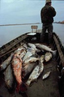 020.dead_fish_tiza.jpg