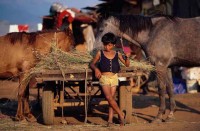 10.Roma Squat boy horses