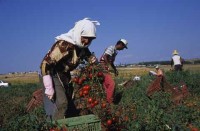 026.greece_xanthi_tomatoe_picking.jpg