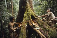 sarawak_borneo001.jpg