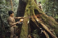 sarawak_borneo004.jpg