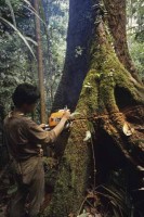 sarawak_borneo005.jpg