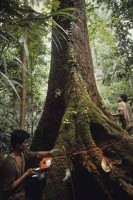 sarawak_borneo008.jpg