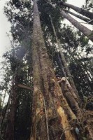 sarawak_borneo010.jpg