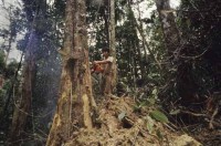 sarawak_borneo011.jpg