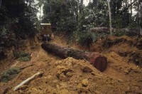 sarawak_borneo018.jpg