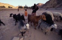 20.Sinai desert trek