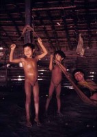 10.Yanomami Deforestation
