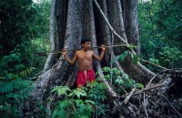 17.Yanomami Deforestation