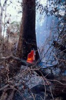 21.Yanomami Deforestation