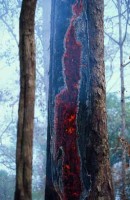 22.Yanomami Deforestation
